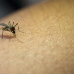 Saúde amplia coleta de RT-PCR para diagnóstico de dengue em Cachoeiro