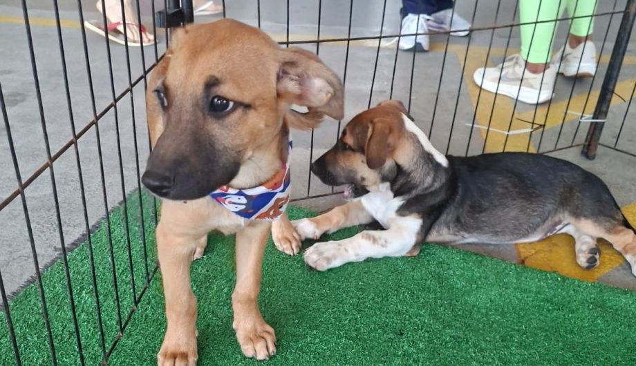 Leia mais sobre o artigo Feira da Bondade terá adoção de animais e cadastro de reserva para castração