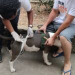 Vacinação antirrábica acontece neste sábado (19) em bairros de Cachoeiro