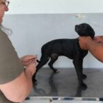 Vacina V8 é oferecida gratuitamente para cães em Cachoeiro
