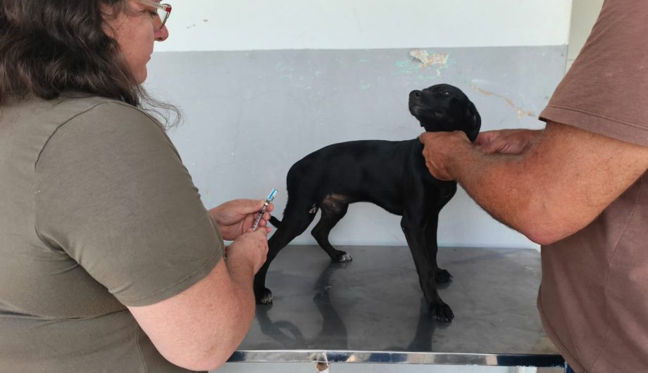 Leia mais sobre o artigo Vacina V8 é oferecida gratuitamente para cães em Cachoeiro